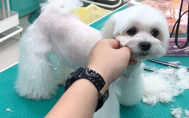 Professional dog grooming session at a pet grooming salon in Singapore