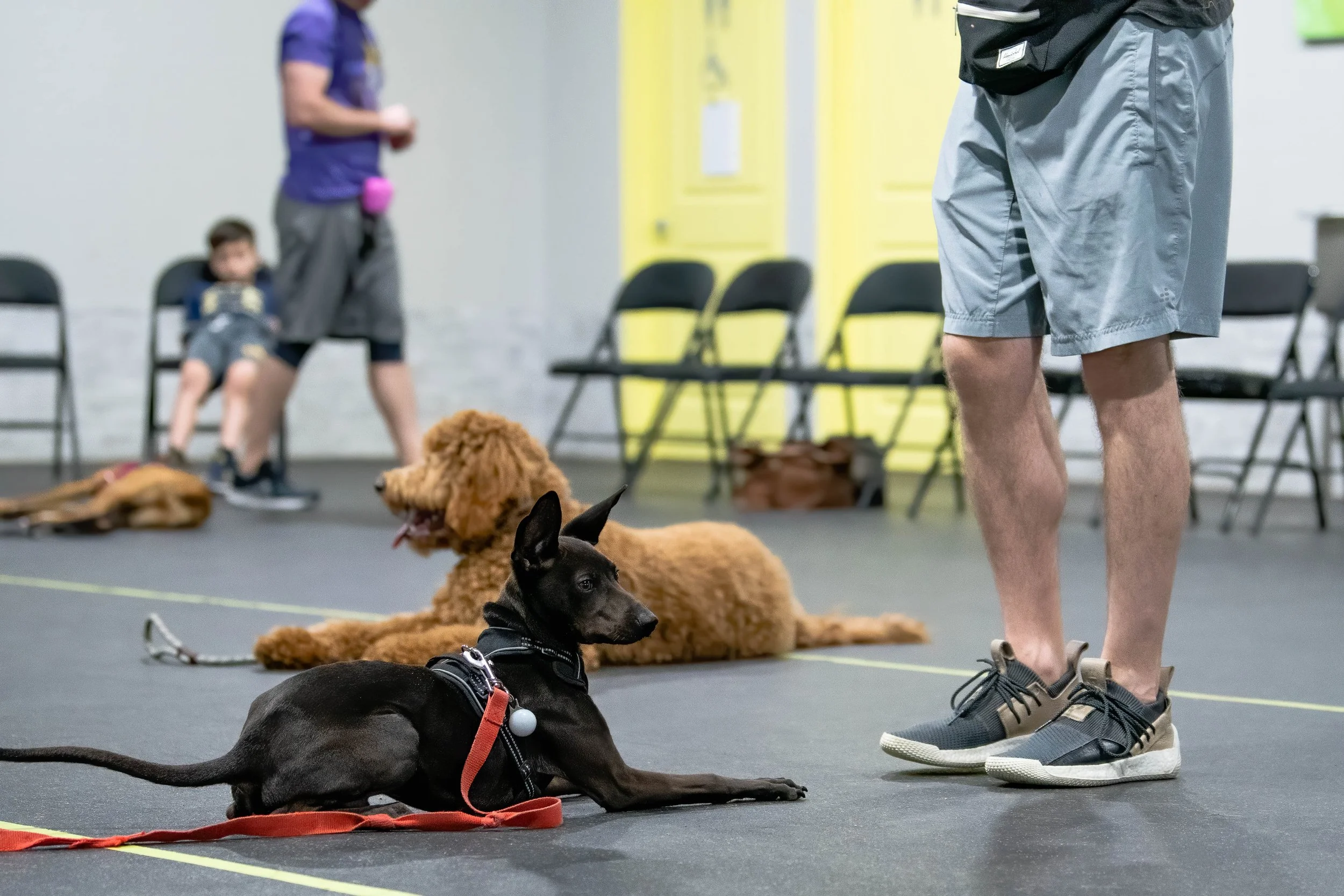 Best Dog Trainers Singapore Group dog training session.
