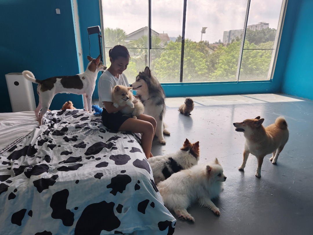 Pet boarding Singapore facility with dogs receiving care and attention
