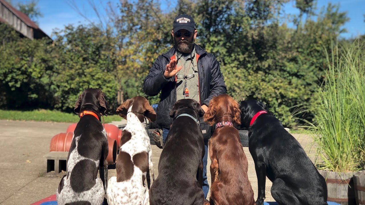 Professional dog trainer working with multiple dogs outdoors