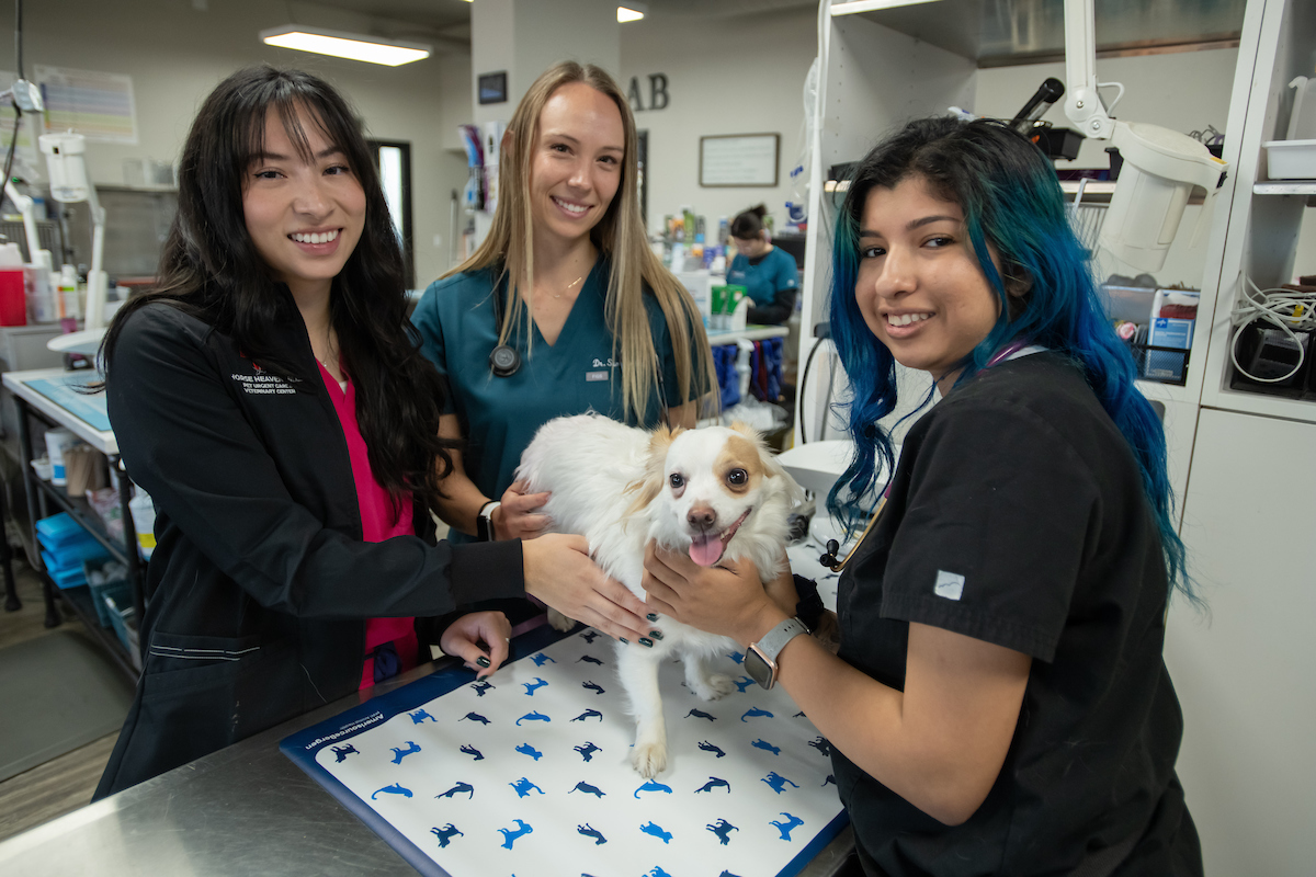 Veterinary staff caring for a small dog in Singapore