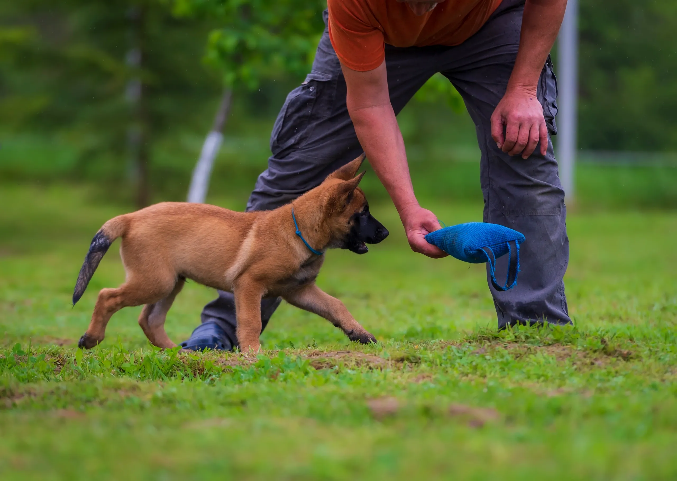 Dog learning fetch during a training session in Singapore