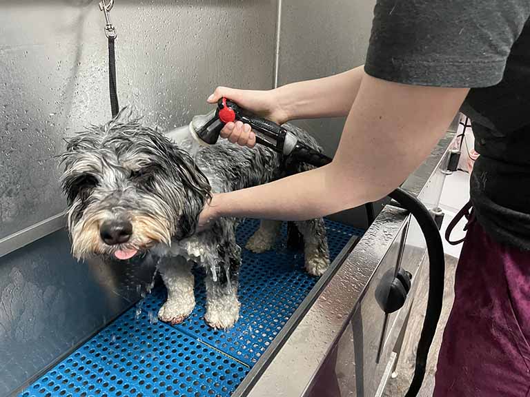 Best Pet Grooming Singapore Dog receiving a bath at a Singapore pet grooming salon