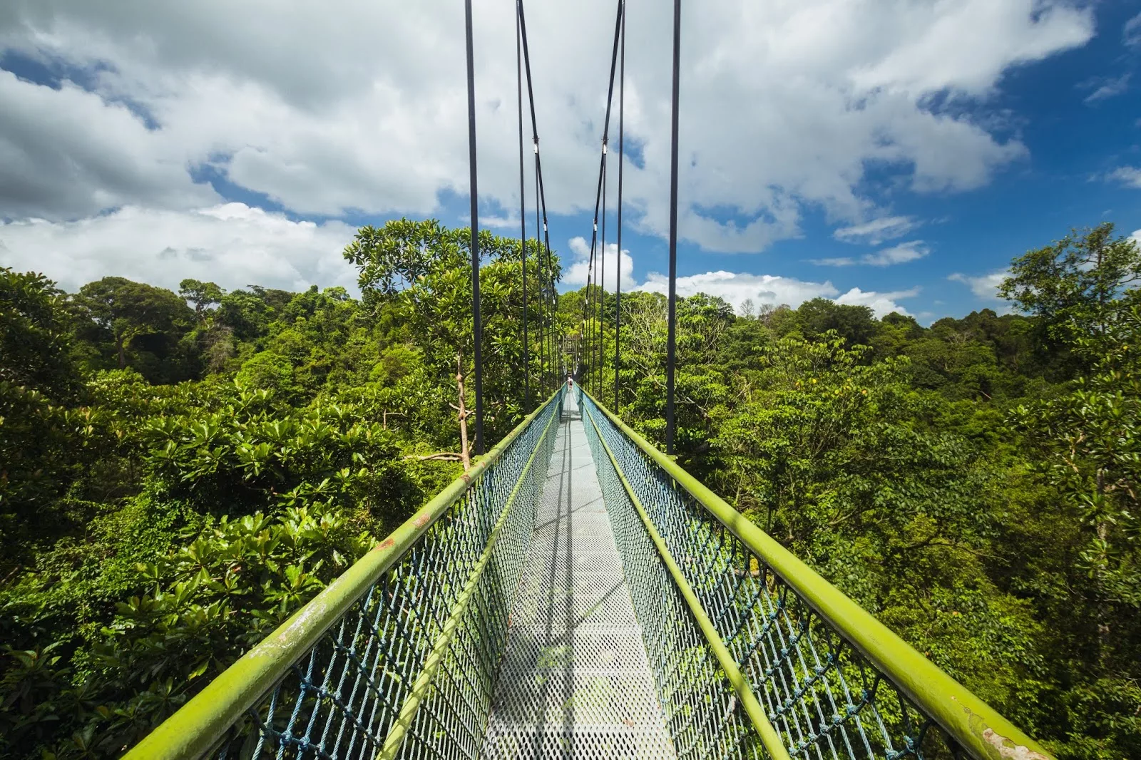 Forest canopy bridge surrounded by lush greenery in Singapore