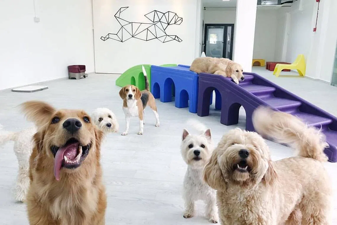 Dog boarding Singapore facility with happy dogs in indoor play area