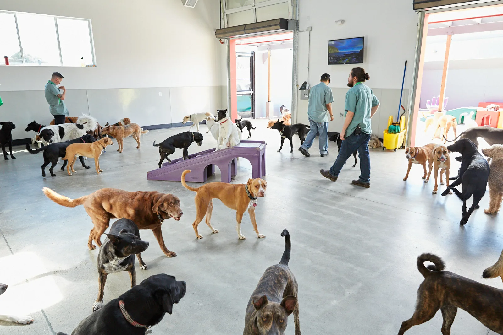 Singapore pet daycare and boarding centre with multiple dogs playing
