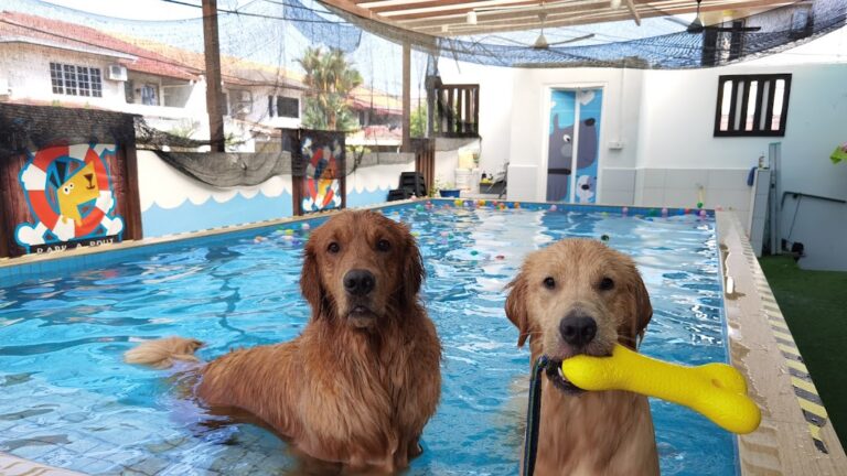 Pet boarding Singapore with dog swimming pool and recreational activities