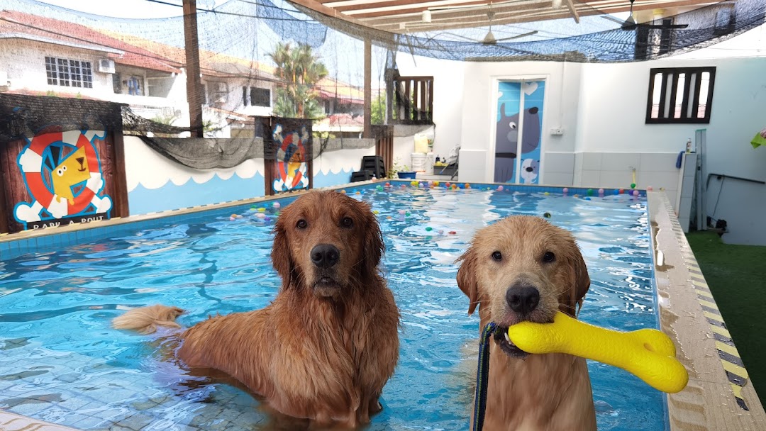 Pet boarding Singapore with dog swimming pool and recreational activities