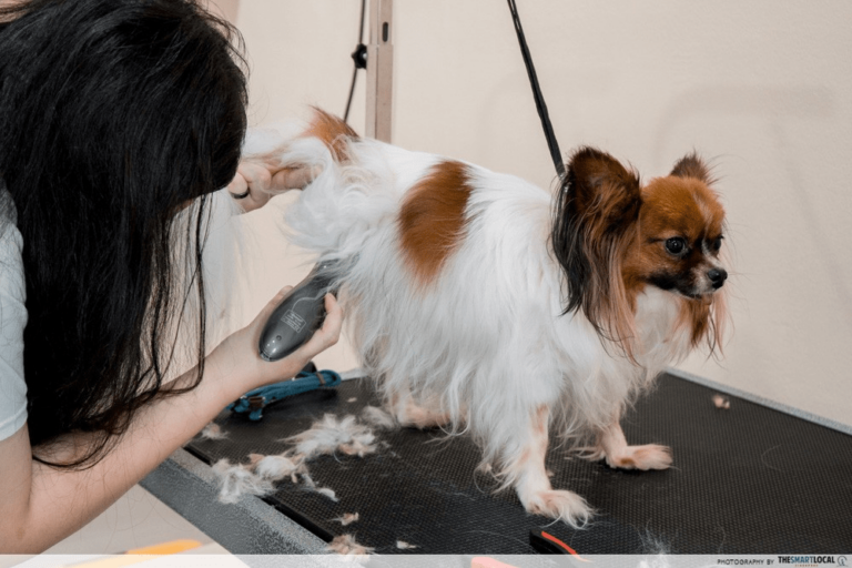 Groomer trimming a small dog's coat in Singapore