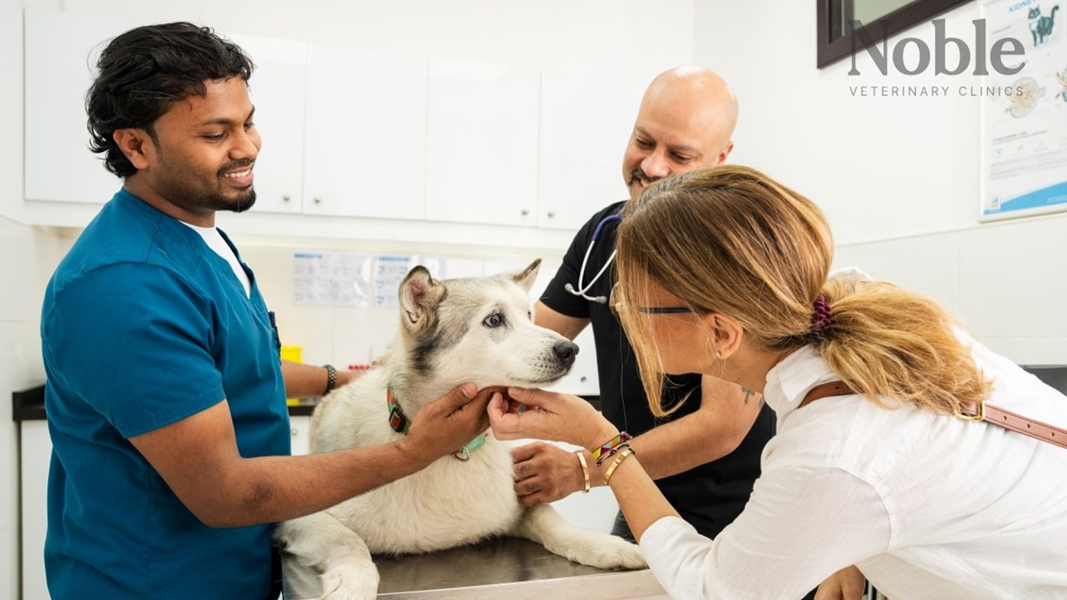 Best Vet Clinics Singapore Veterinarian treating a dog during a health check in Singapore