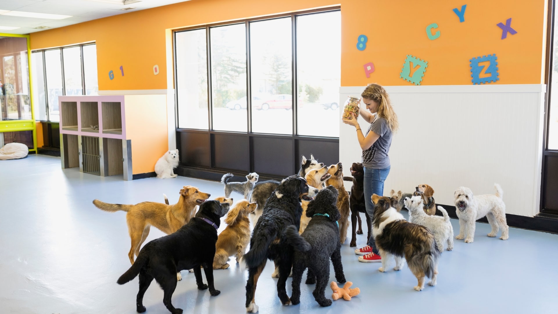 Best Pet Boarding Singapore centre with pets enjoying group activities.