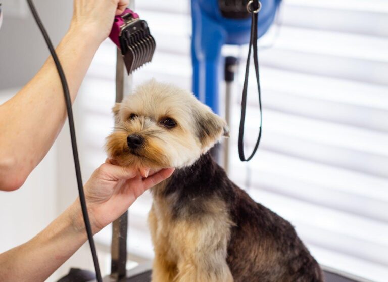 Small dog getting a haircut at a grooming salon
